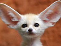 [ẢNH] Top 8 loài động vật sở hữu ngoại hình đáng yêu trên thế giới