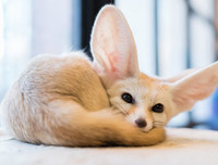 [ẢNH] Top 8 loài động vật sở hữu ngoại hình đáng yêu trên thế giới