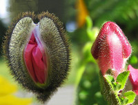 Nổi da gà với các loài thực vật 