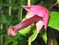 Nổi da gà với các loài thực vật 