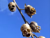 Nổi da gà với các loài thực vật 