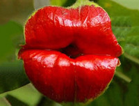 Nổi da gà với các loài thực vật 