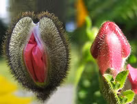 Nổi da gà với các loài thực vật 