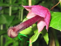 Nổi da gà với các loài thực vật 