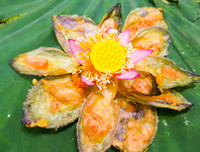 [ẢNH] Thưởng thức hương vị độc đáo của những món ngon làm từ sen