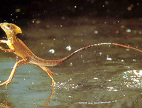 [ẢNH] Khả năng đặc biệt đến khó tin của những động vật kỳ lạ trên thế giới