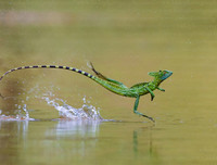 [ẢNH] Khả năng đặc biệt đến khó tin của những động vật kỳ lạ trên thế giới