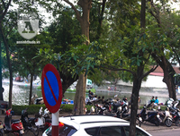 Kỳ lạ hoa sữa nở giữa mùa hè khắp phố phường Hà Nội