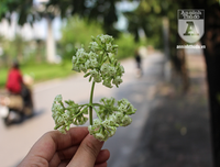 Kỳ lạ hoa sữa nở giữa mùa hè khắp phố phường Hà Nội