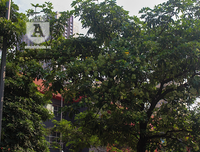 Kỳ lạ hoa sữa nở giữa mùa hè khắp phố phường Hà Nội