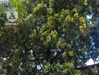 Kỳ lạ hoa sữa nở giữa mùa hè khắp phố phường Hà Nội