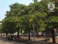 Kỳ lạ hoa sữa nở giữa mùa hè khắp phố phường Hà Nội