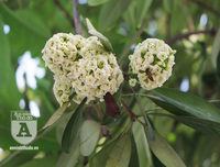 Kỳ lạ hoa sữa nở giữa mùa hè khắp phố phường Hà Nội