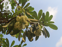 Kỳ lạ hoa sữa nở giữa mùa hè khắp phố phường Hà Nội