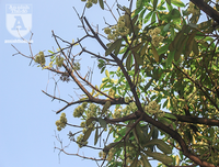 Kỳ lạ hoa sữa nở giữa mùa hè khắp phố phường Hà Nội