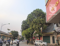 Kỳ lạ hoa sữa nở giữa mùa hè khắp phố phường Hà Nội