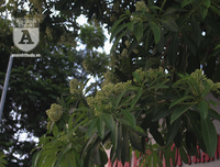 Kỳ lạ hoa sữa nở giữa mùa hè khắp phố phường Hà Nội