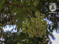 Kỳ lạ hoa sữa nở giữa mùa hè khắp phố phường Hà Nội