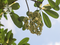 Kỳ lạ hoa sữa nở giữa mùa hè khắp phố phường Hà Nội