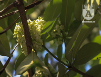 Kỳ lạ hoa sữa nở giữa mùa hè khắp phố phường Hà Nội