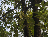 Kỳ lạ hoa sữa nở giữa mùa hè khắp phố phường Hà Nội