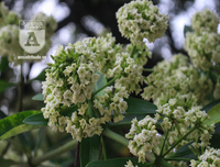 Kỳ lạ hoa sữa nở giữa mùa hè khắp phố phường Hà Nội