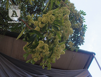 Kỳ lạ hoa sữa nở giữa mùa hè khắp phố phường Hà Nội