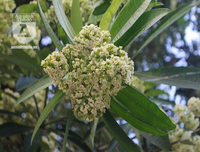 Kỳ lạ hoa sữa nở giữa mùa hè khắp phố phường Hà Nội