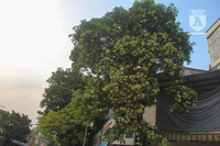 Kỳ lạ hoa sữa nở giữa mùa hè khắp phố phường Hà Nội