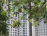 Kỳ lạ hoa sữa nở giữa mùa hè khắp phố phường Hà Nội