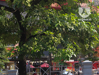 Kỳ lạ hoa sữa nở giữa mùa hè khắp phố phường Hà Nội