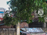 Kỳ lạ hoa sữa nở giữa mùa hè khắp phố phường Hà Nội