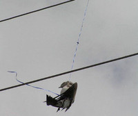 [ẢNH] Rác thải nhựa đang giết chết động vật như thế nào?