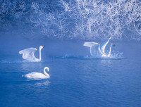 [ẢNH] Top 3 loài động vật nổi tiếng chung thủy với bạn tình