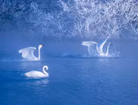 [ẢNH] Top 3 loài động vật nổi tiếng chung thủy với bạn tình