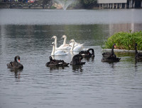 [ẢNH] Top 3 loài động vật nổi tiếng chung thủy với bạn tình