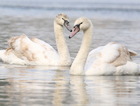 [ẢNH] Top 3 loài động vật nổi tiếng chung thủy với bạn tình