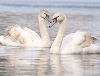 [ẢNH] Top 3 loài động vật nổi tiếng chung thủy với bạn tình