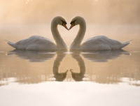 [ẢNH] Top 3 loài động vật nổi tiếng chung thủy với bạn tình