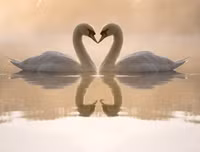 [ẢNH] Top 3 loài động vật nổi tiếng chung thủy với bạn tình