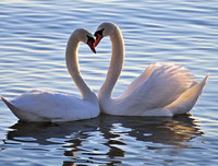 [ẢNH] Top 3 loài động vật nổi tiếng chung thủy với bạn tình