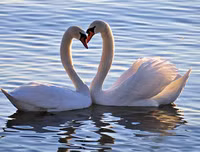 [ẢNH] Top 3 loài động vật nổi tiếng chung thủy với bạn tình