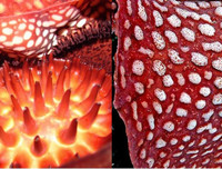 [ẢNH] Chiêm ngưỡng những loài thực vật 