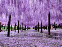 [ẢNH] Lạc bước nơi 