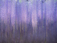 [ẢNH] Lạc bước nơi 