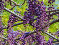 [ẢNH] Lạc bước nơi 