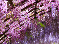 [ẢNH] Lạc bước nơi 