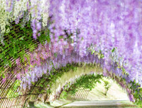 [ẢNH] Lạc bước nơi 