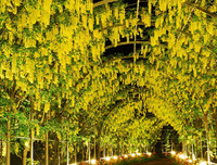 [ẢNH] Lạc bước nơi 