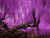 [ẢNH] Lạc bước nơi 